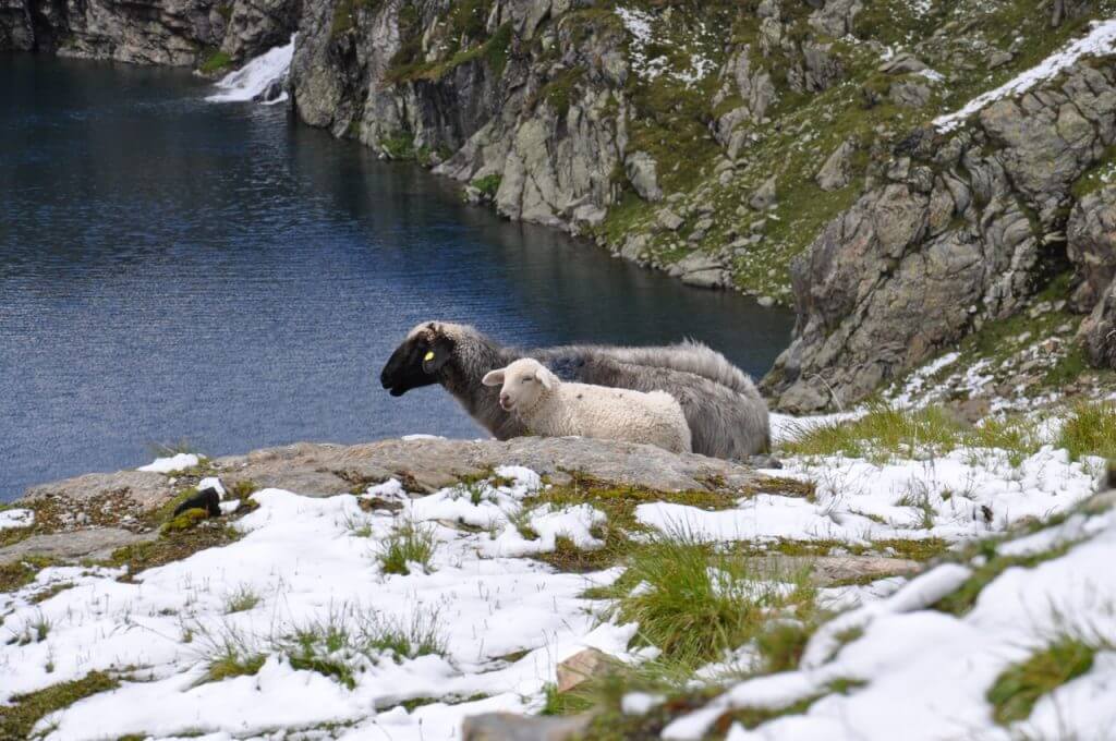 Schafe Wangenitzsee Wangenitzsee Schafe