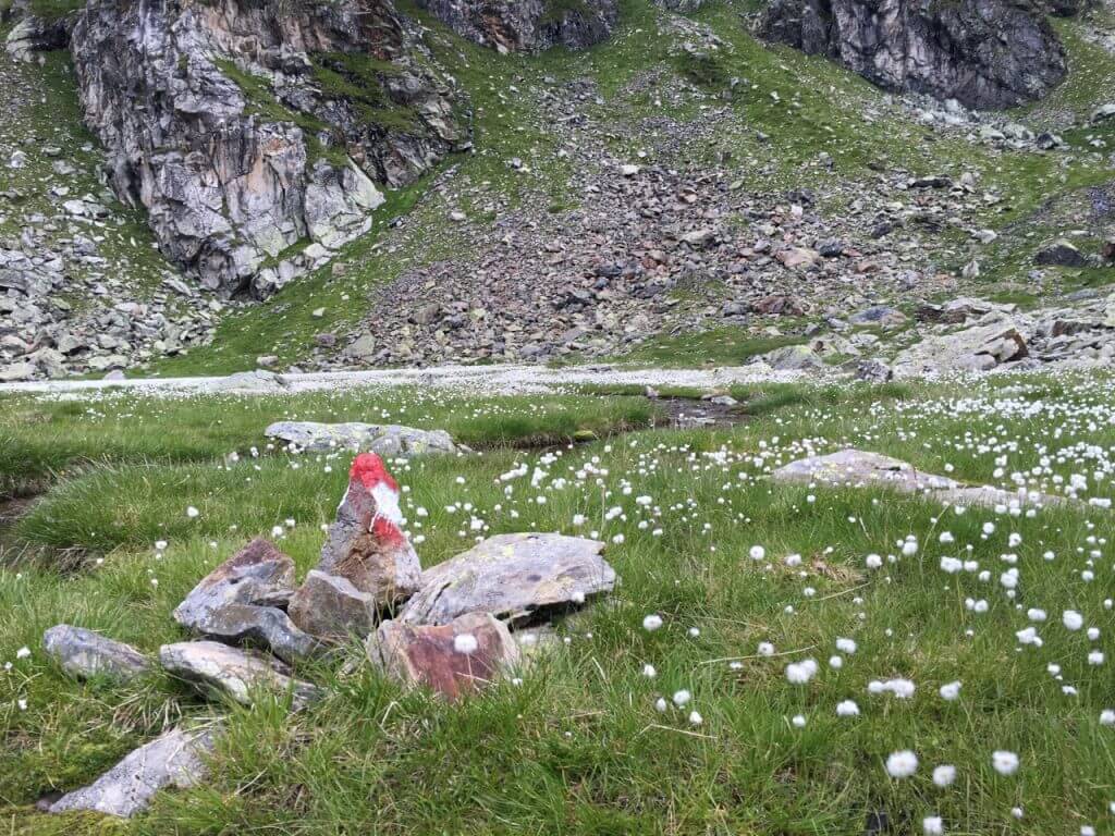 Wollgras im Wangenitztal