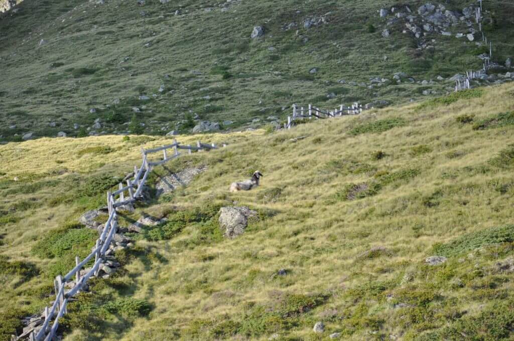 Schafe am Wiener Höhenweg, Schobergruppe, Nationalpark Hohe Tauern Schafe am Wiener Höhenweg