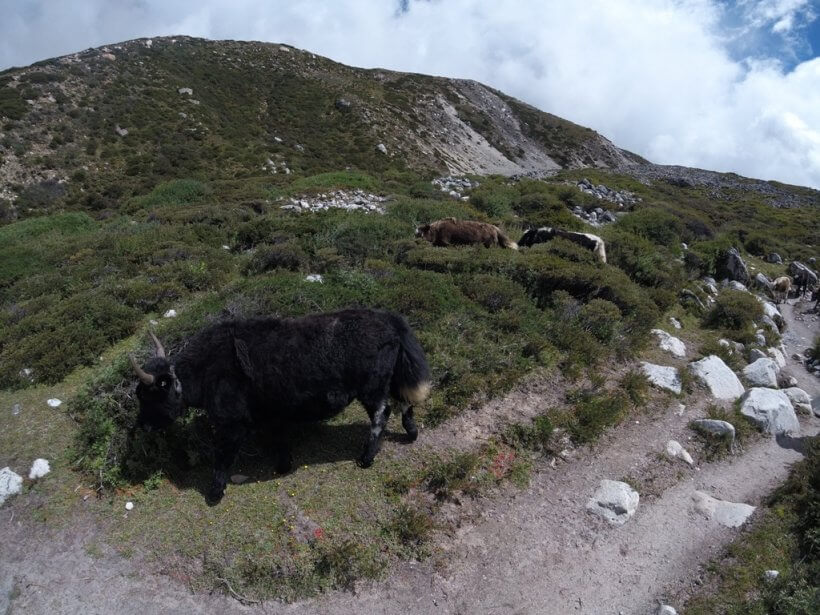 Everest Trek Chukhung